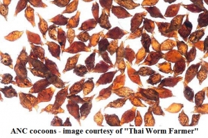 Worm Cocoons - ANC                                       